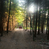 procházka v lese.jpg
