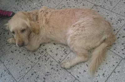 Pomoc u pracovníků NADĚJE našel i zatoulaný pes